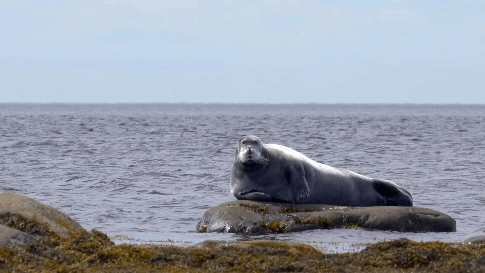 Восьмой свист морского зайца